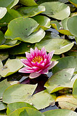 Nymphaea 'Escarbouche'