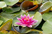 Nymphaea 'Escarbouche'