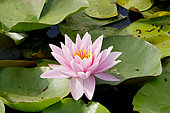 Nymphaea 'American Star'