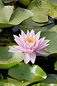 Nymphaea 'American Star'
