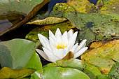 Nymphaea 'Albida'