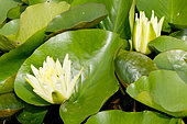 Nymphaea 'Albida'