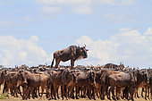 Blue wildebeest (Connochaetes taurinus) standing on a mound, Masai Mara, Kenya