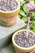 Pozzolana used in mulch for potted plants, summer, Pas de Calais, France
