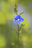 Germander speedwell (Veronica chamaedrys) on the low side of a country road, Bocage bourbonnais, Allier, Auvergne, France