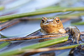 Male Common Toad (Bufo bufo) in the reed bed of a large pond in the bocage bourbonnais, Auvergne, France