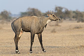 Nilgai or blue bull (Boselaphus tragocamelus), male, Bikaner, Rajasthan, India