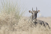 Nilgai or blue bull (Boselaphus tragocamelus), male, Bikaner, Rajasthan, India