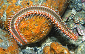 Fire worm (Hermodice carunculata) Tenerife, Canary Islands.