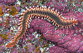 Fire worm (Hermodice carunculata) Tenerife, Canary Islands.