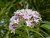 Pentas lanceolata 'New Look'