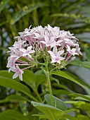 Pentas lanceolata 'New Look'