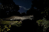 Common genet (Genetta genetta) jumping, Salamanca, Castilla y León, Spain