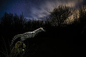 Common genet (Genetta genetta) jumping, Salamanca, Castilla y León, Spain