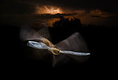 Common pipistrelle (Pipistrellus pipistrellus) in flight and thunderstorm, Salamanca, Castilla y León, Spain. 1er price "Creative Photo", Memorial Maria Luisa photo contest 2018