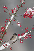 Marsh Tit (Poecile palustris) on a branch in winter, Ardennes