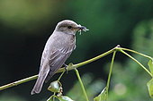 Spotted flycatcher (Muscicapa striata) with prey, France
