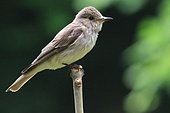 Spotted flycatcher (Muscicapa striata) on a branch, France