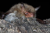 Natterer's Bat (Myotis nattereri) laid down, France