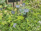 Vegetable garden