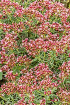 Crassula sarcocaulis