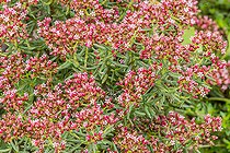 Crassula sarcocaulis