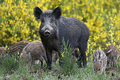 Wild boar (Sus scrofa) sow and piglets, Ardennes, Belgium
