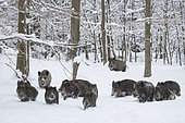 Wild boars (Sus scrofa) group walking in a snowy undergrowth, Ardennes, Belgium