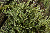 Common Powderhorn (Cladonia coniocraea) Primary squamous thallus and secondary thallus - podet - on a stump, undergrowth, Coye forest, Ile-de-France