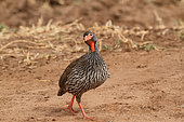Red-necked Francolin (Pternistis afer) on a track, Tarangire, Tanzania