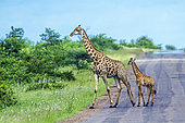 Giraffe (Giraffa camelopardalis) and young croosing a road, Kruger National park, South Africa