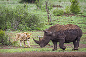Southern white rhinoceros (Ceratotherium simum simum) and Lioness (Panthera leo) at waterhole, Kruger National park, South Africa