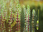 Hippuris sp. South Central Alaska. United States of America (USA).