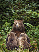 Coastal brown bear, also known as Grizzly Bear (Ursus Arctos) nursing cubs. South Central Alaska. United States of America (USA).