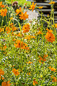 Cosmos sulphureus 'Carioca'