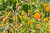 Cosmos sulphureus 'Carioca', Setaria Italica 'Red Jewel'