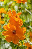 Sulphur cosmos, Cosmos sulphureus 'Carioca'