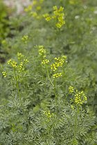 Ruta graveolens