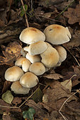Hypholoma fasciculare, sulphur tuft