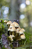 Hypholoma fasciculare
