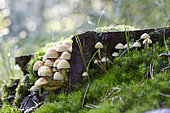 Hypholoma fasciculare