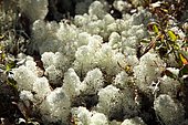 Cladonia stellaris, reindeer moss
