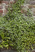 Cymbalaria muralis