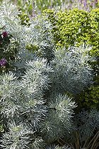 Ruta graveolens Jackman's Blue