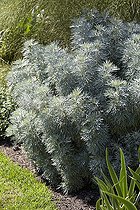 Ruta graveolens Jackman's Blue