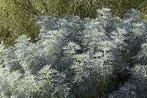 Ruta graveolens Jackman's Blue