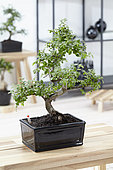 Zelkova bonsai
