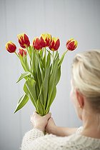 Tulipa Denmark