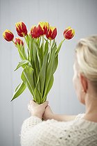 Tulipa Denmark