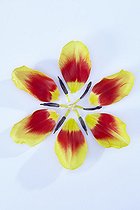 Tulipa Denmark